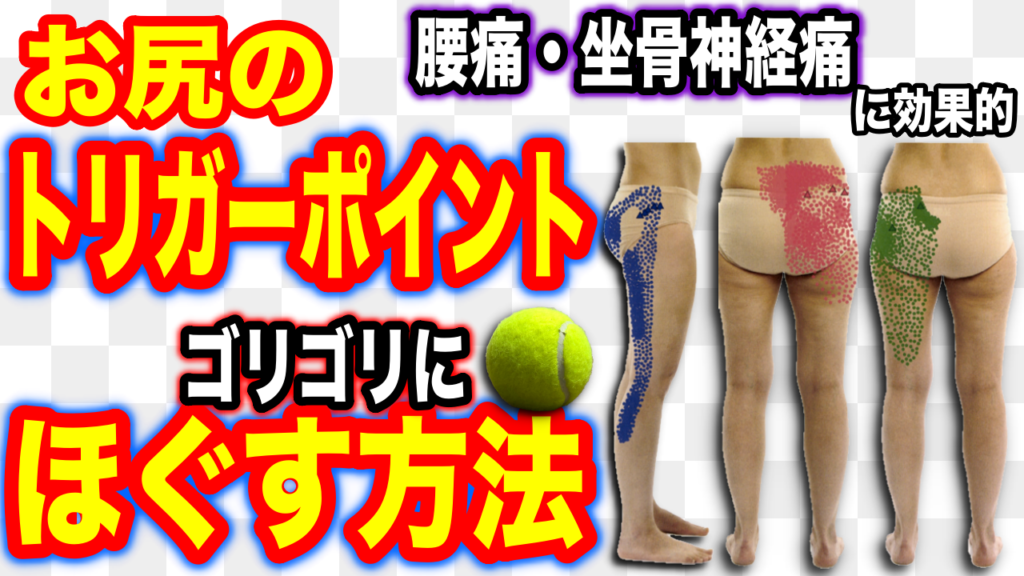 お尻のトリガーポイントをテニスボールを使ってゴリゴリにほぐす方法 腰痛 坐骨神経痛を改善に効果的 整体院 カイル